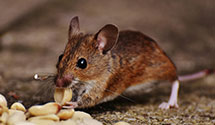 24 Hour & Emergency Exterminators in Enderlin, ND